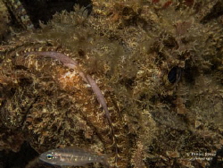 Danger Zone: A small fish swims just in front of a huge S... by Henley Spiers 